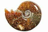 Polished, Agatized Ammonite (Cleoniceras) - Madagascar #110507-1